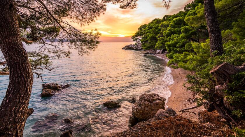 body of water near forest